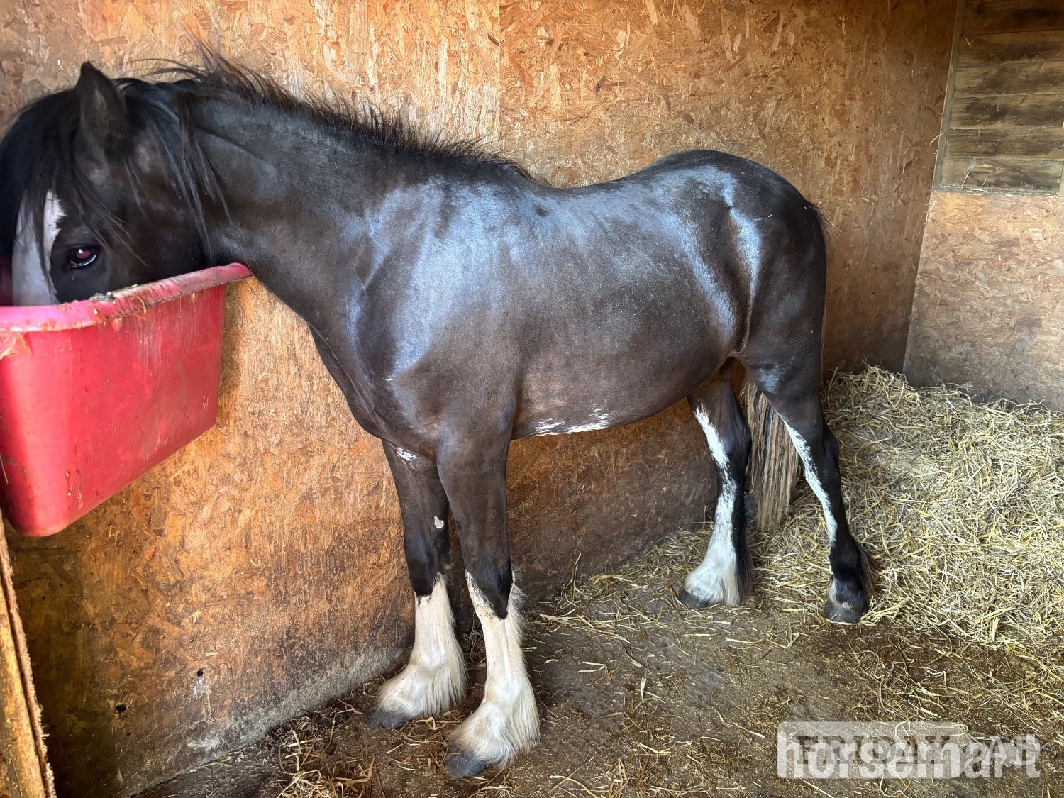 "Elvis presley"  Colt Cob/Heavy Horse