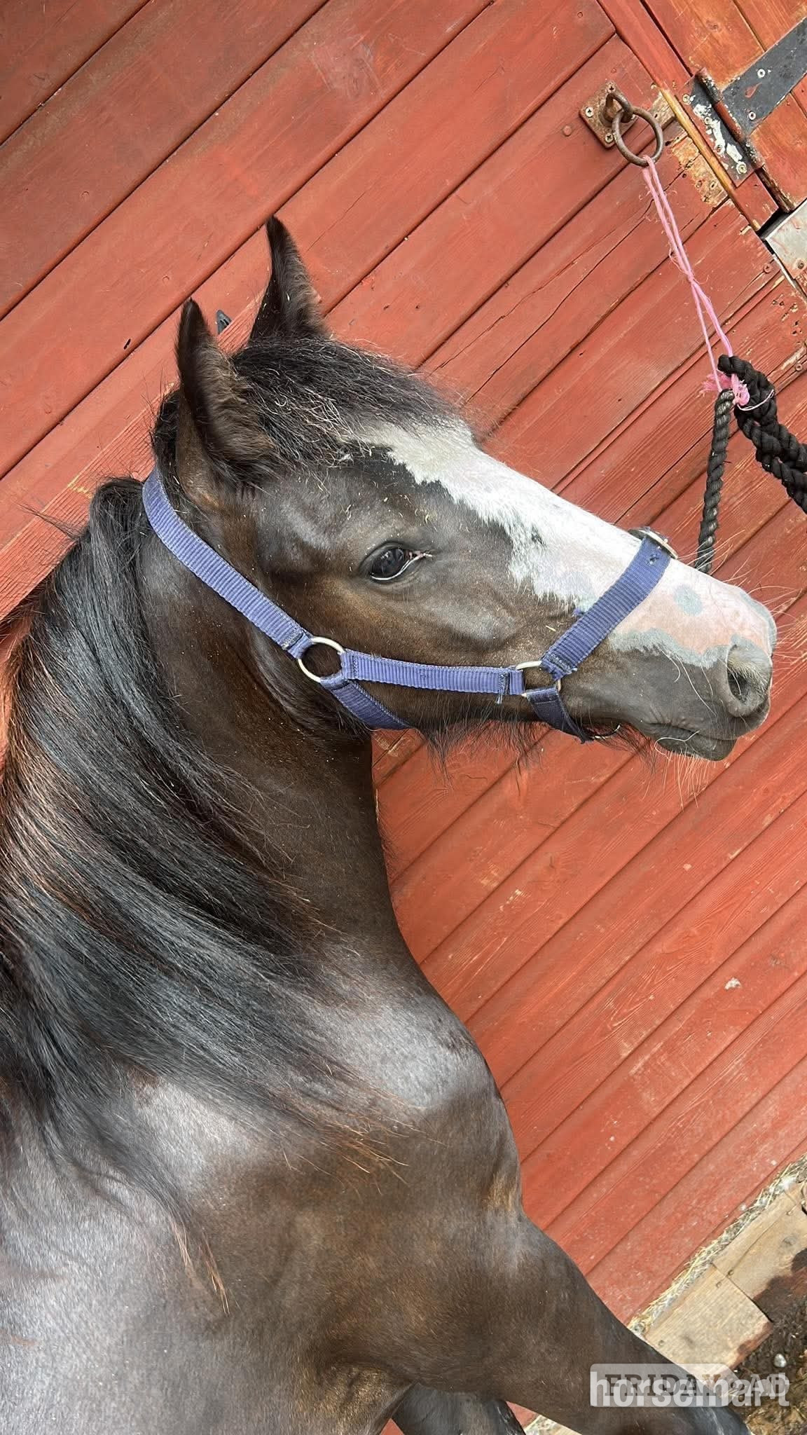 Bournemouth "Elvis presley"  Colt Cob/Heavy Horse