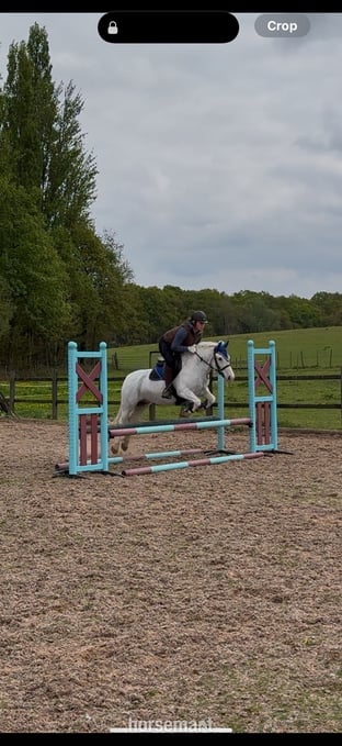 "Amber" Grey Mare Pony Club Pony