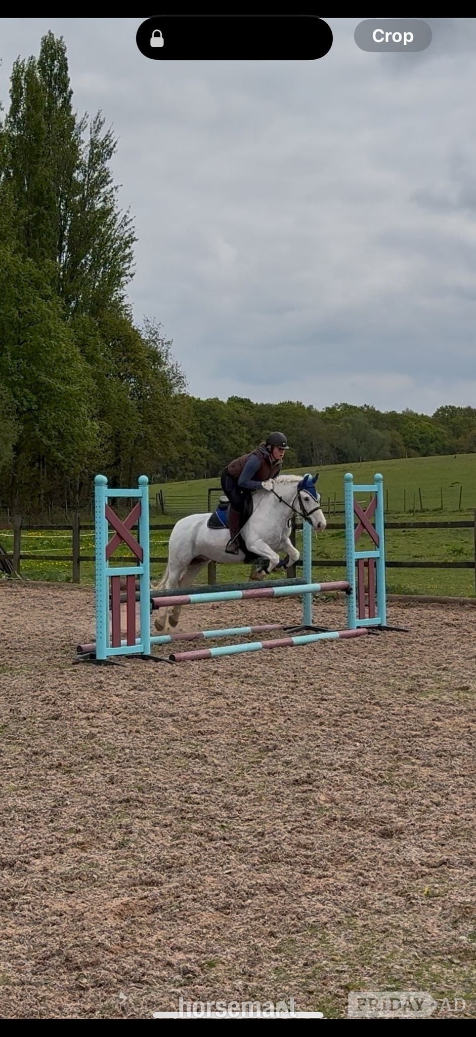 "Amber" Grey Mare Pony Club Pony in Doncaster