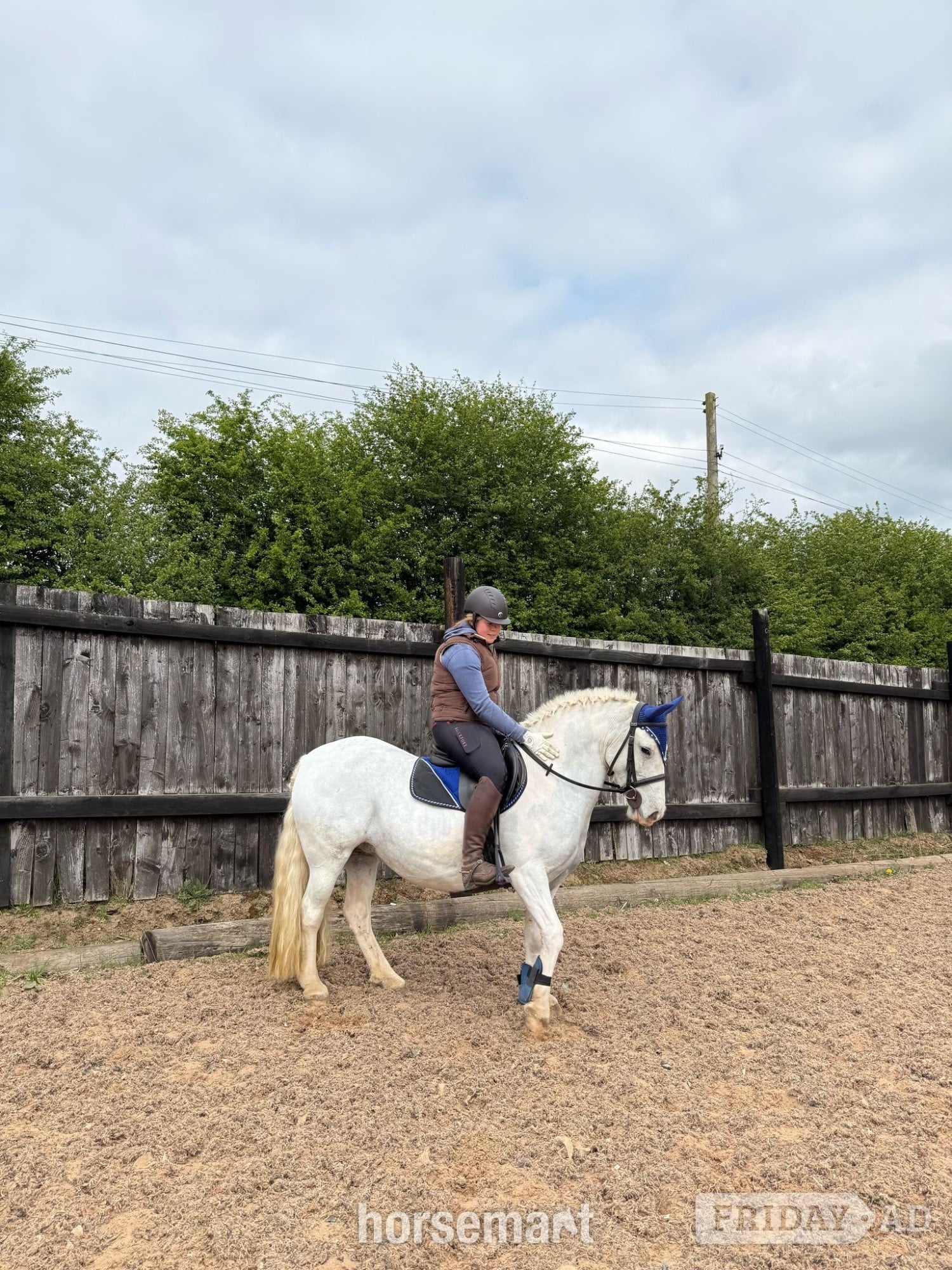 "Amber" Grey Mare Pony Club Pony
