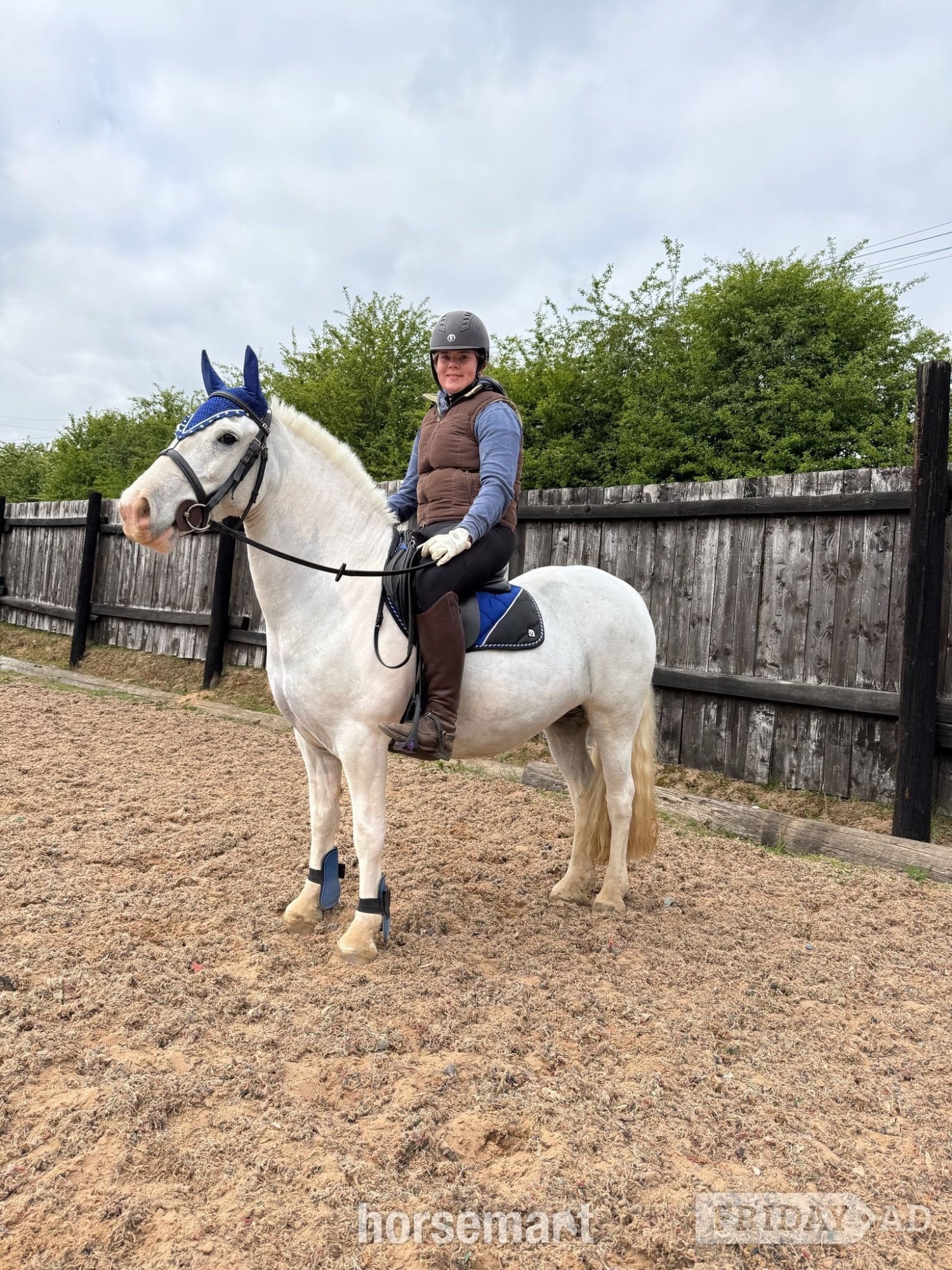 Doncaster "Amber" Grey Mare Pony Club Pony