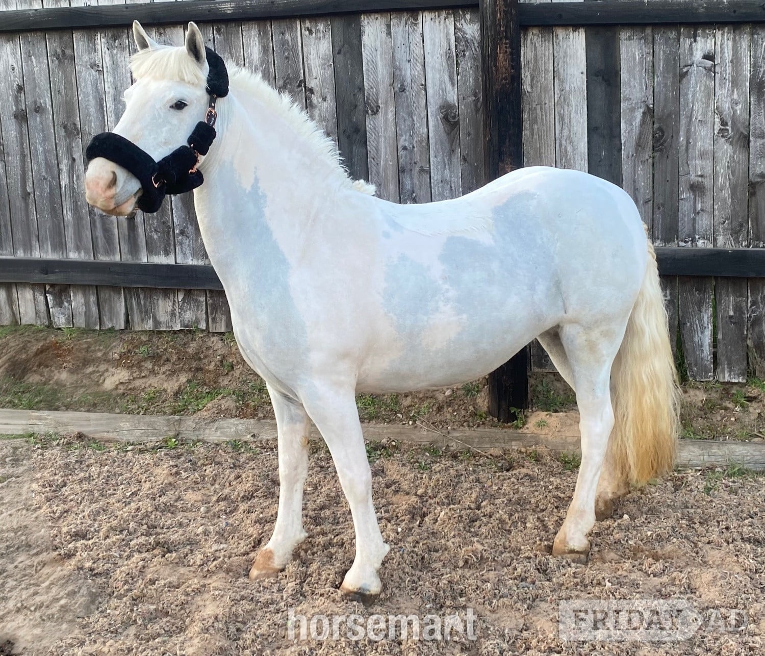 "Amber" Grey Mare Pony Club Pony - Horses in Doncaster