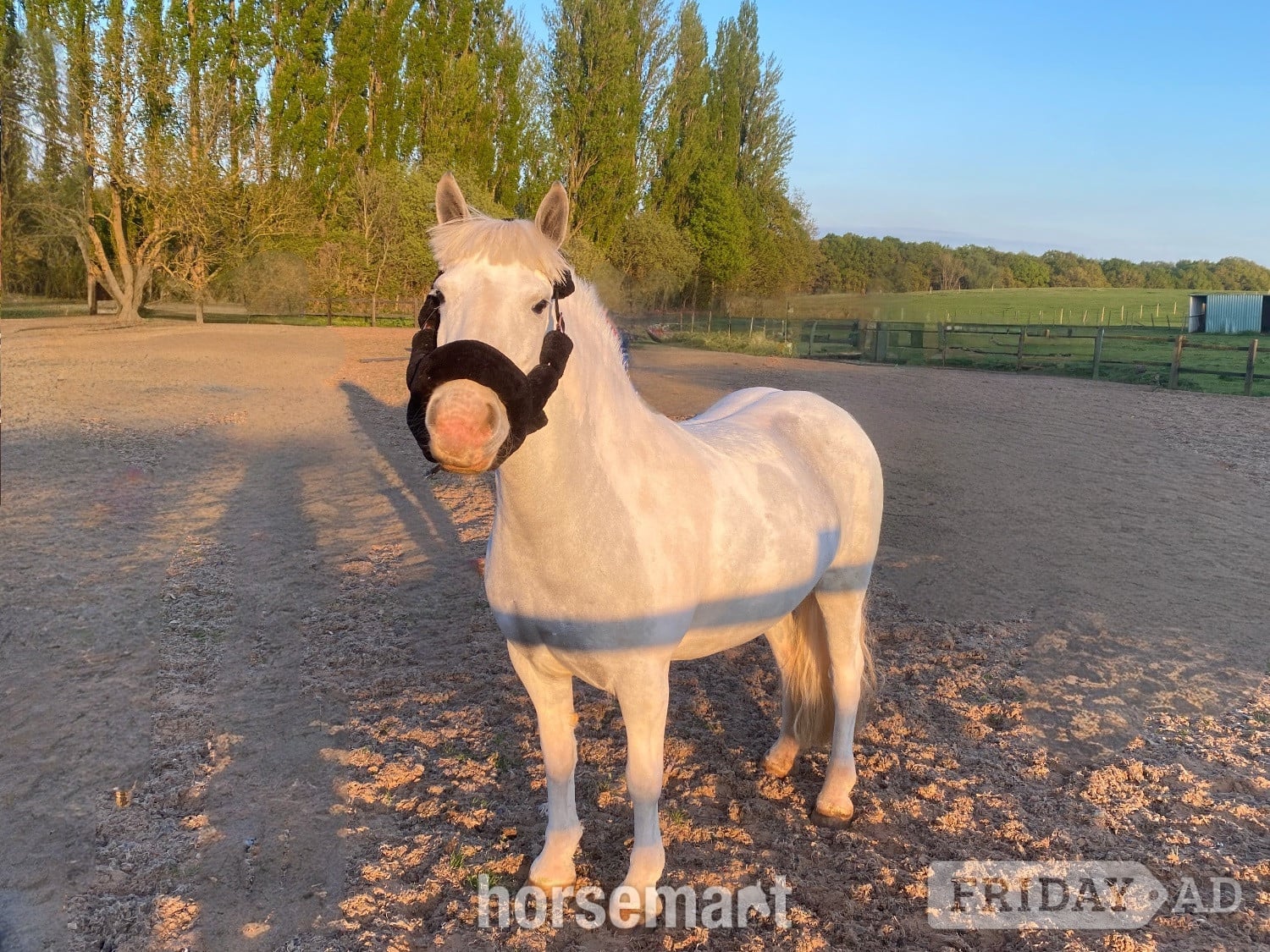 "Amber" Grey Mare Pony Club Pony - Horses
