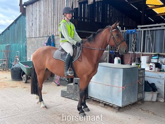 "Sam" Bay Gelding All Rounder
