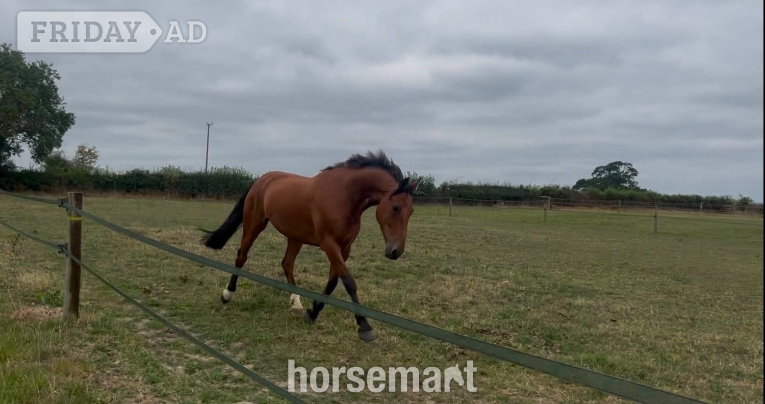"Sam" Bay Gelding All Rounder - Horses in Welshpool