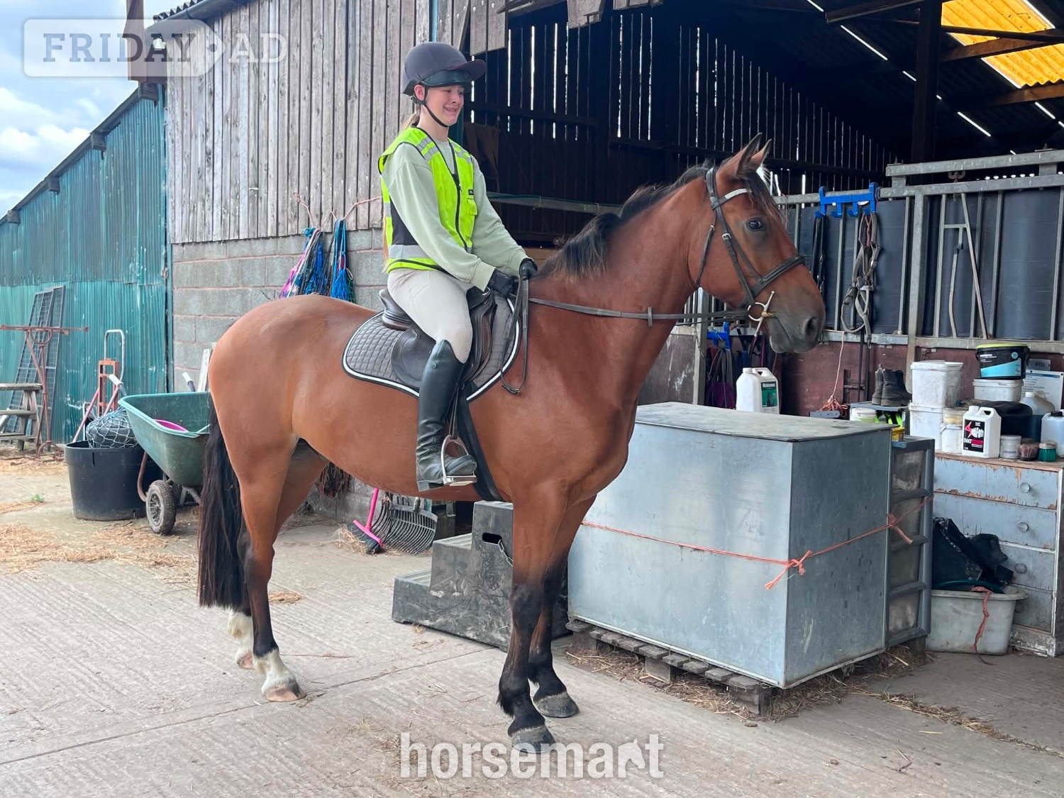 "Sam" Bay Gelding All Rounder in Welshpool