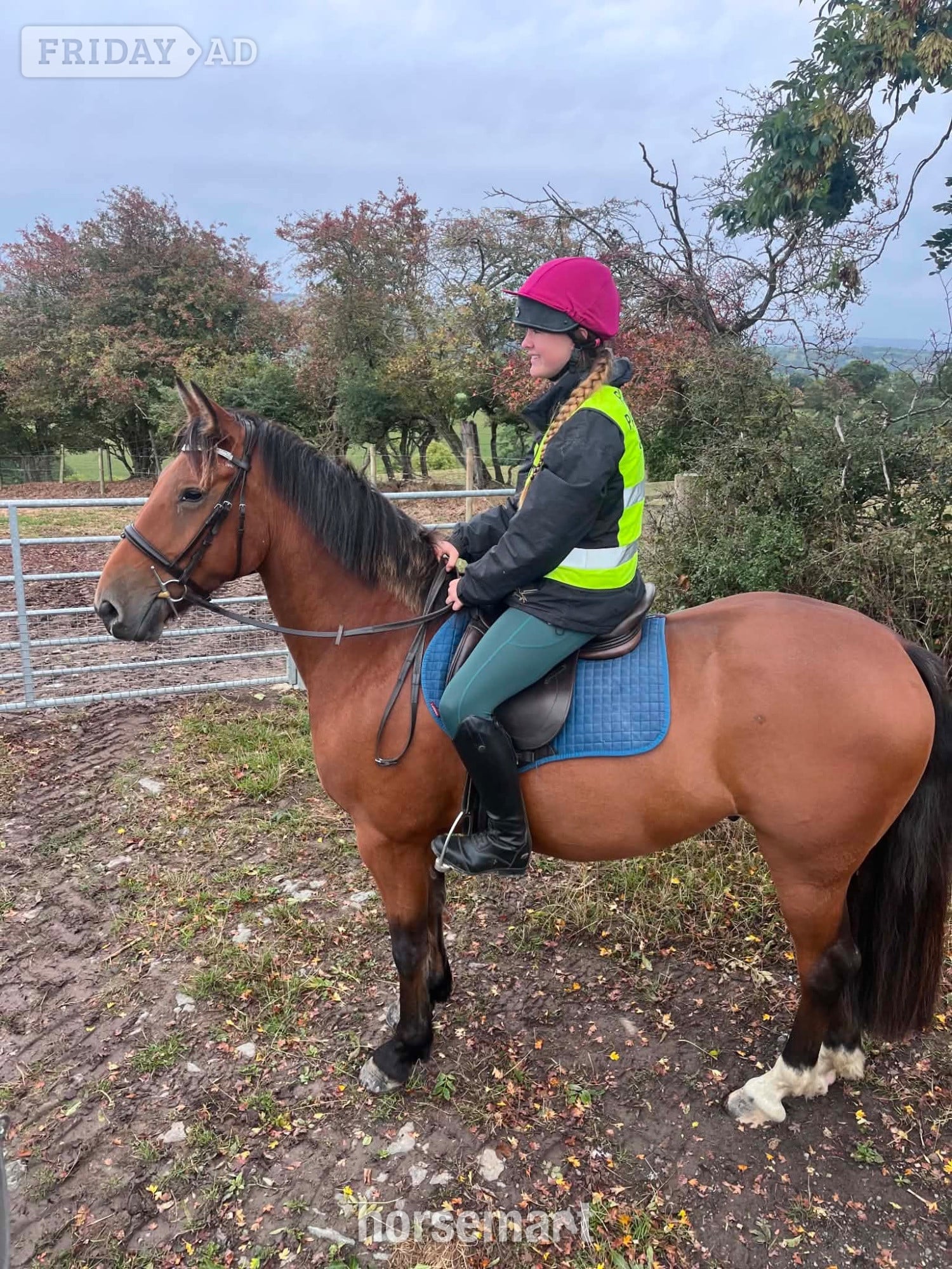 Welshpool "Sam" Bay Gelding All Rounder