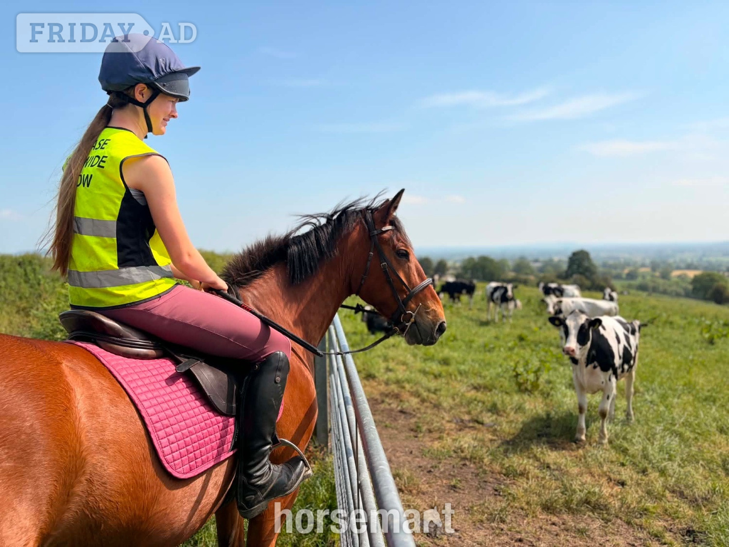 "Sam" Bay Gelding All Rounder