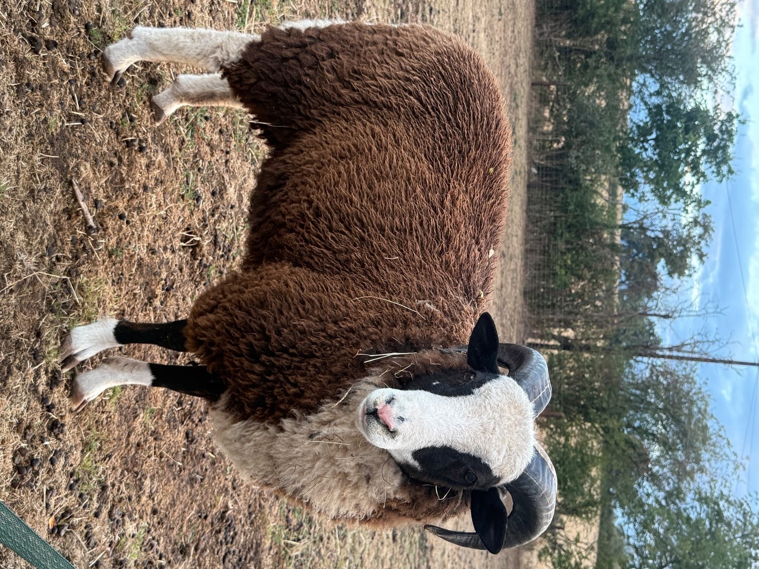 2026 Jacob Ram Ready to Work - Livestock in Newent