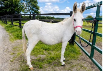 "snow white donkey " White Mare Family Horse