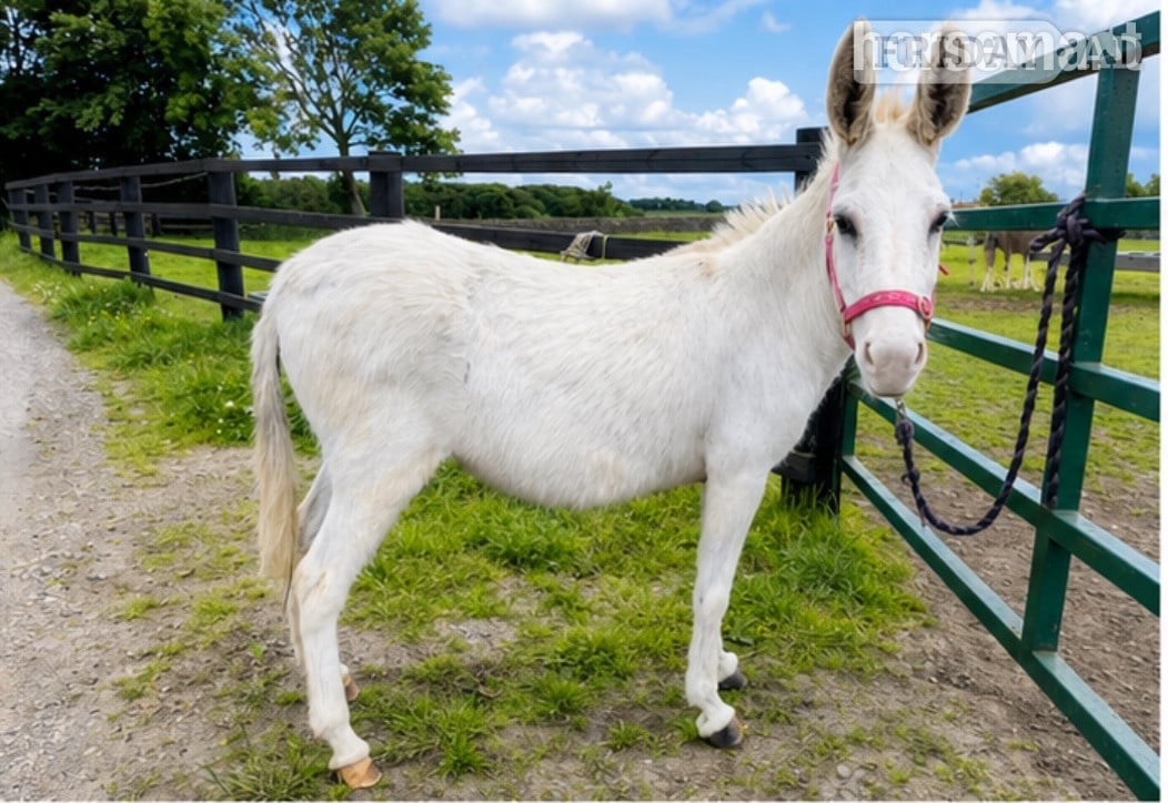 "snow white donkey " White Mare Family Horse in Leeds