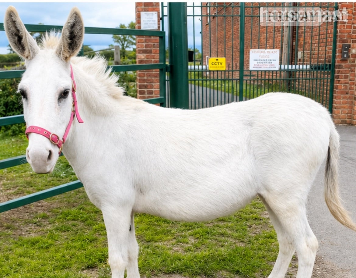 "snow white donkey " White Mare Family Horse