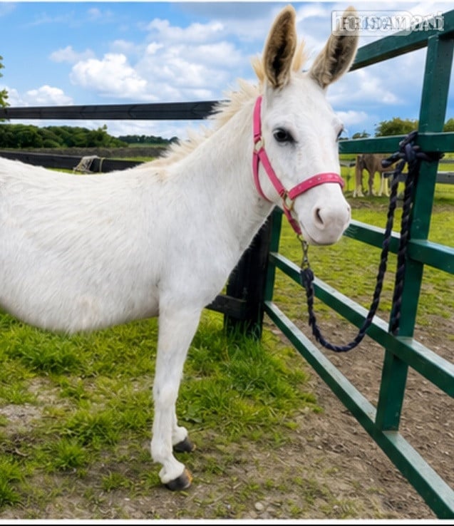 Leeds "snow white donkey " White Mare Family Horse