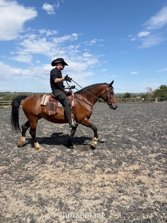 14’2 Welsh D mare - Full loan / part loan 