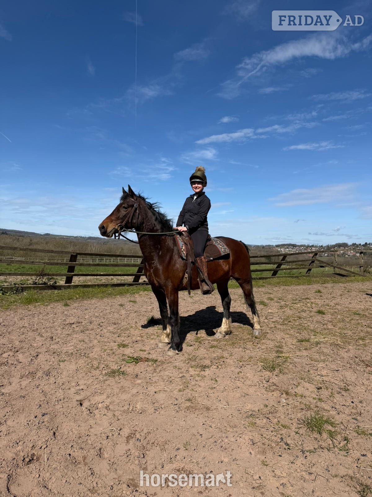14’2 Welsh D mare - Full loan / part loan 