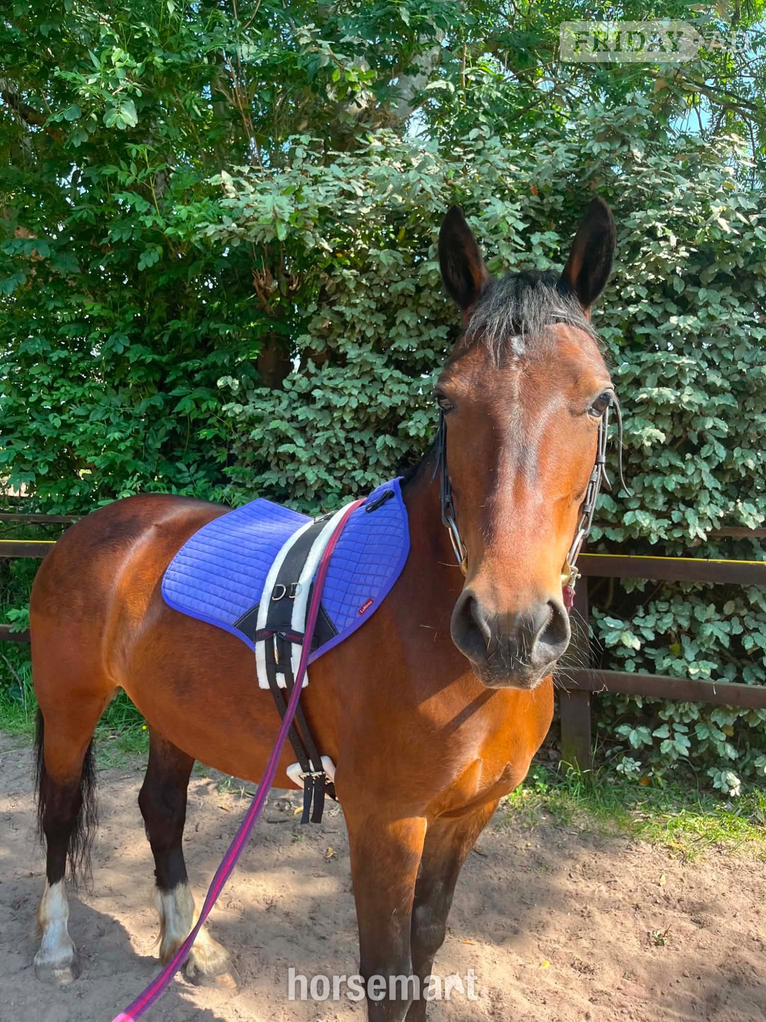14’2 Welsh D mare - Full loan / part loan  - Horses in Stanley Common