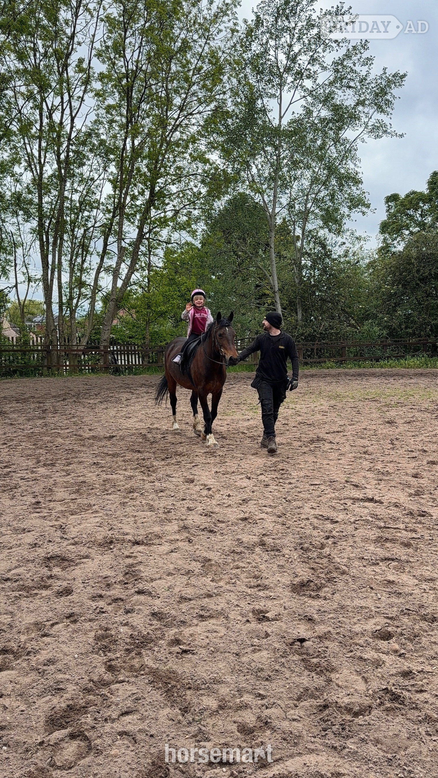 14’2 Welsh D mare - Full loan / part loan  - Horses