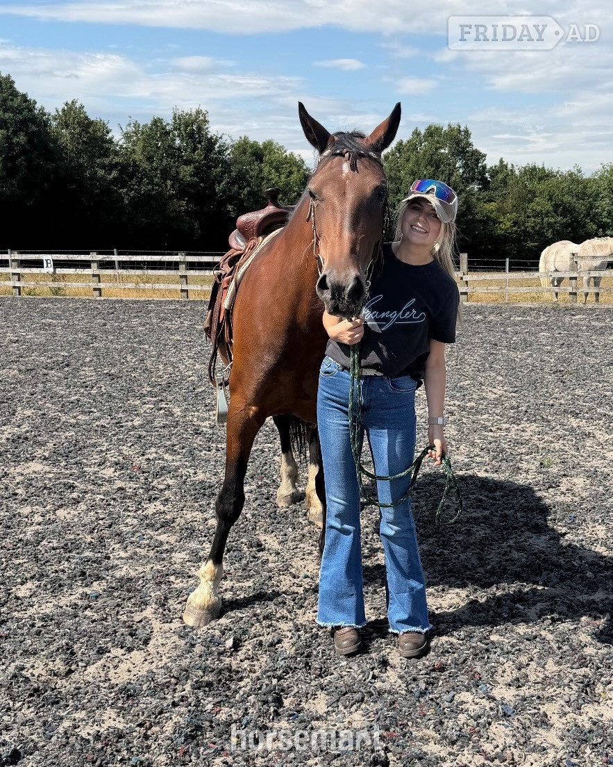 Stanley Common 14’2 Welsh D mare - Full loan / part loan 