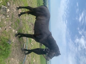 "Kilcrona dancer" Mouse Dun Gelding All Rounder