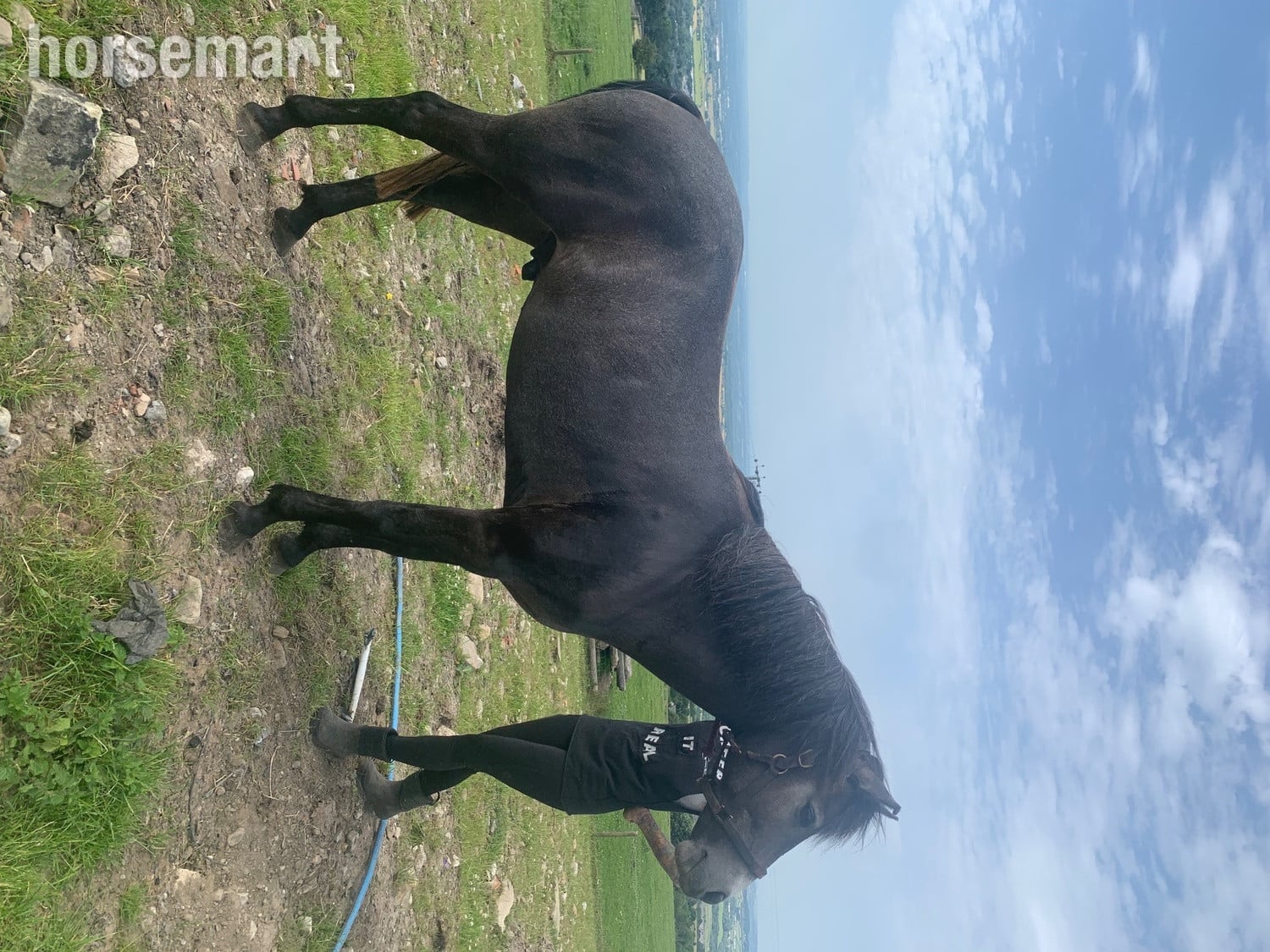 "Kilcrona dancer" Mouse Dun Gelding All Rounder in Bolton