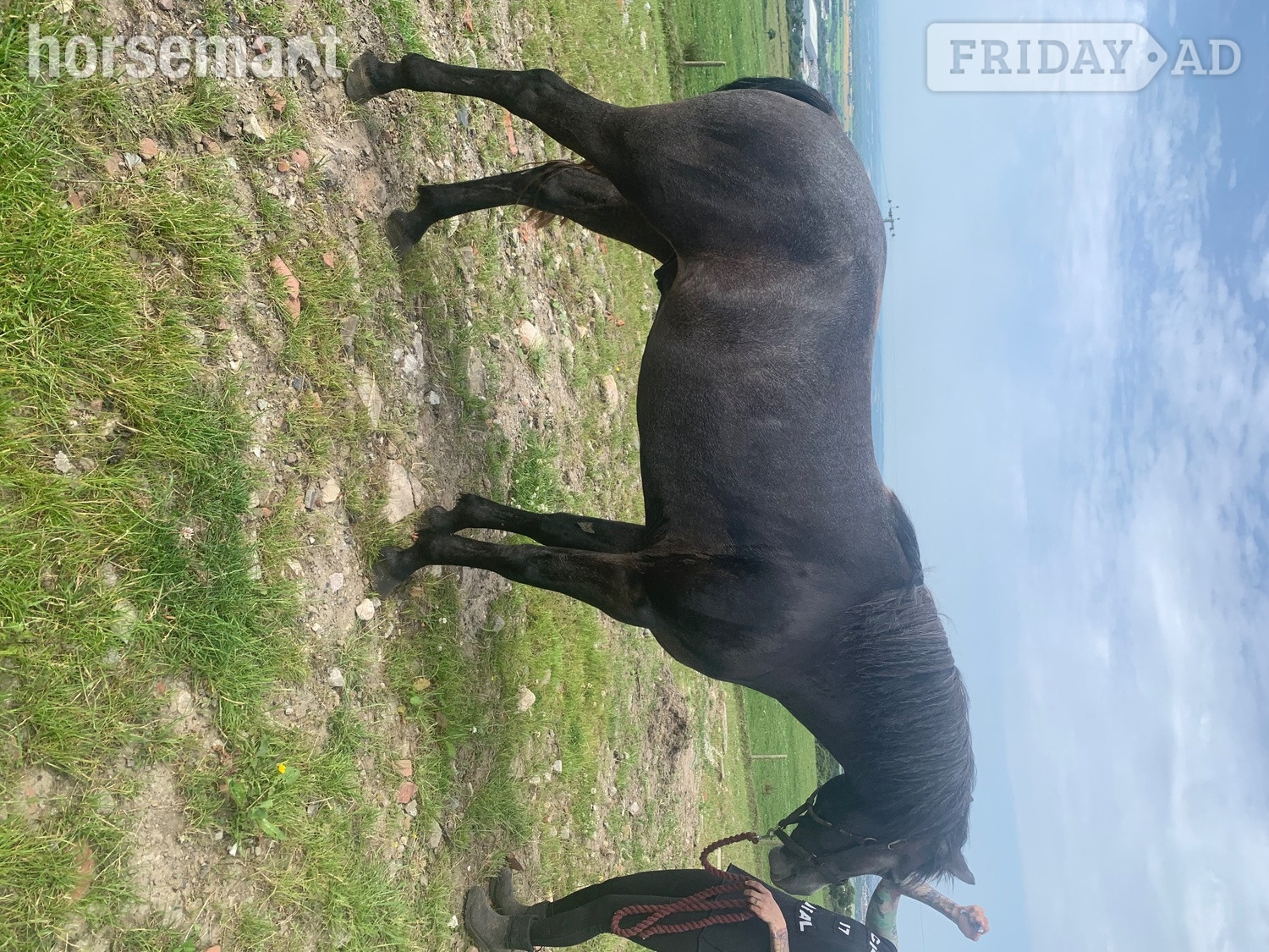"Kilcrona dancer" Mouse Dun Gelding All Rounder