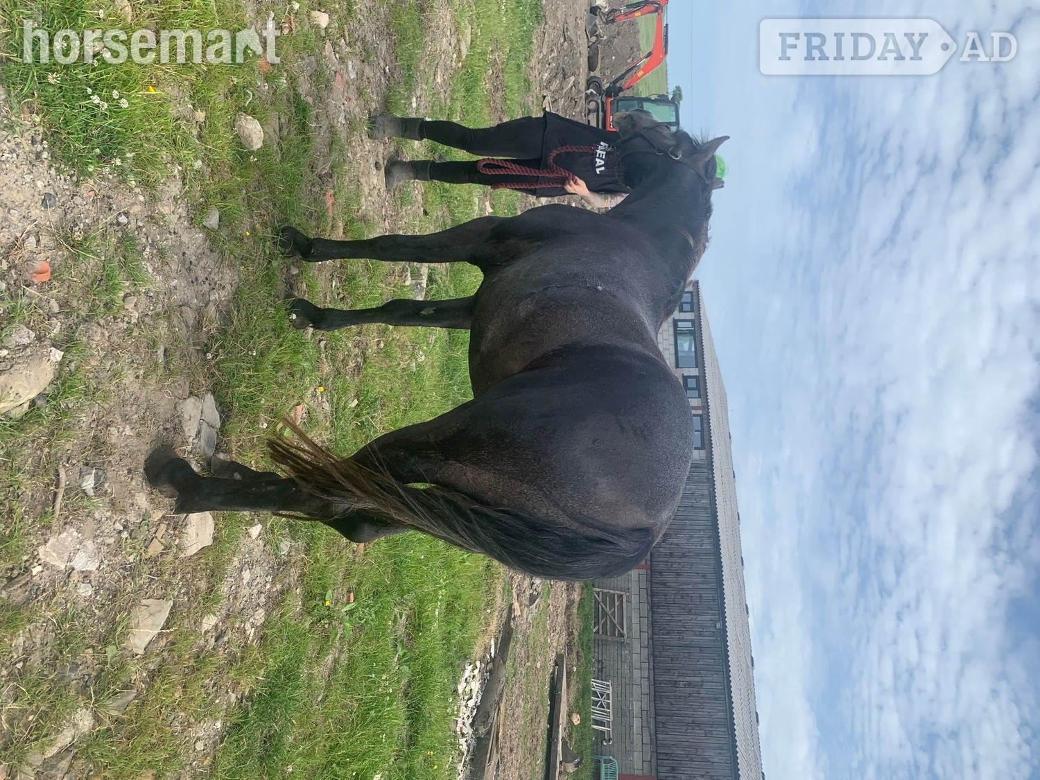 Bolton "Kilcrona dancer" Mouse Dun Gelding All Rounder