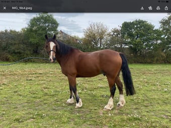 "Spirit" Bay Gelding Happy Hacker