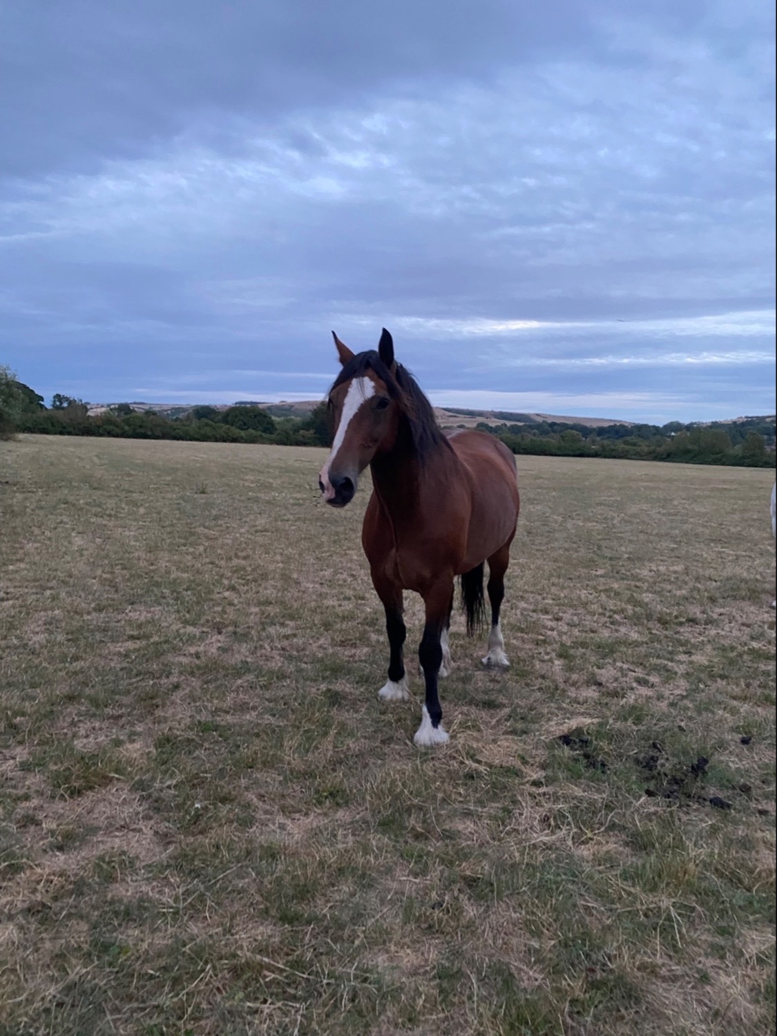 "Spirit" Bay Gelding Happy Hacker