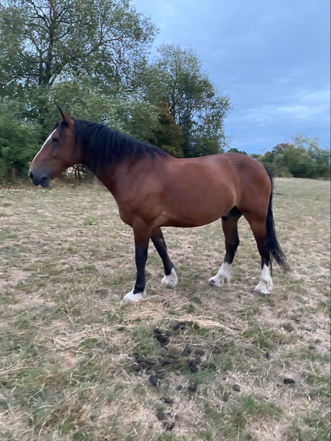 Westbury "Spirit" Bay Gelding Happy Hacker