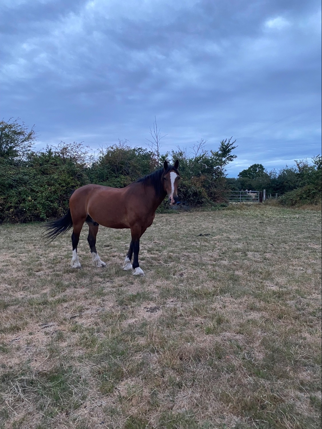 "Spirit" Bay Gelding Happy Hacker - Horses in Westbury
