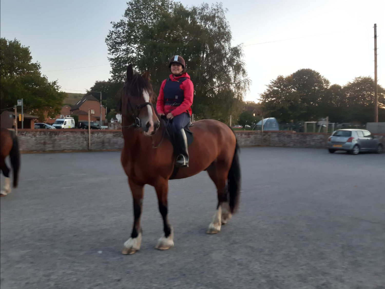 "Spirit" Bay Gelding Happy Hacker - Horses