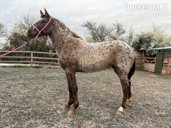 "Nova" Leopard Spot Filly Young Sport Horse