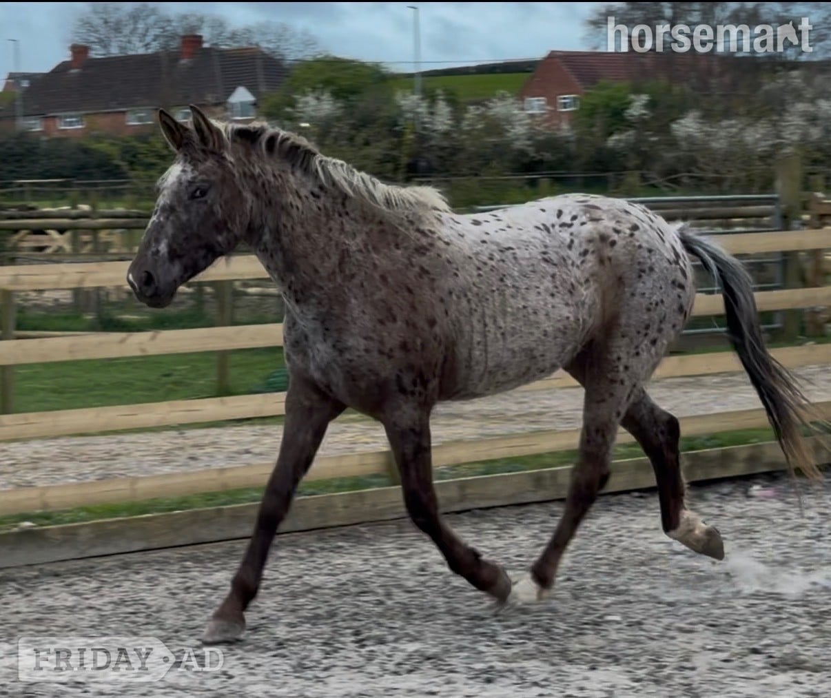 Yeovil "Nova" Leopard Spot Filly Young Sport Horse