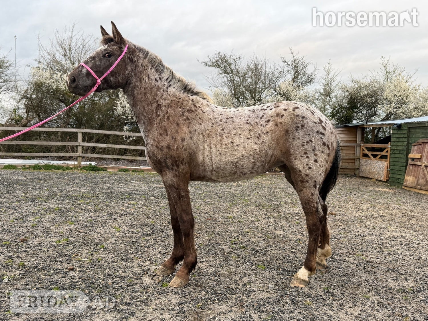 "Nova" Leopard Spot Filly Young Sport Horse in Yeovil