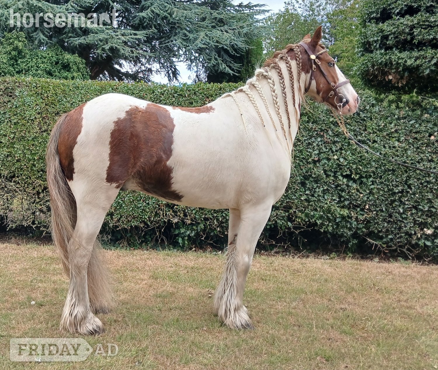 "Spirit" Skewbald Gelding All Rounder in Beverley
