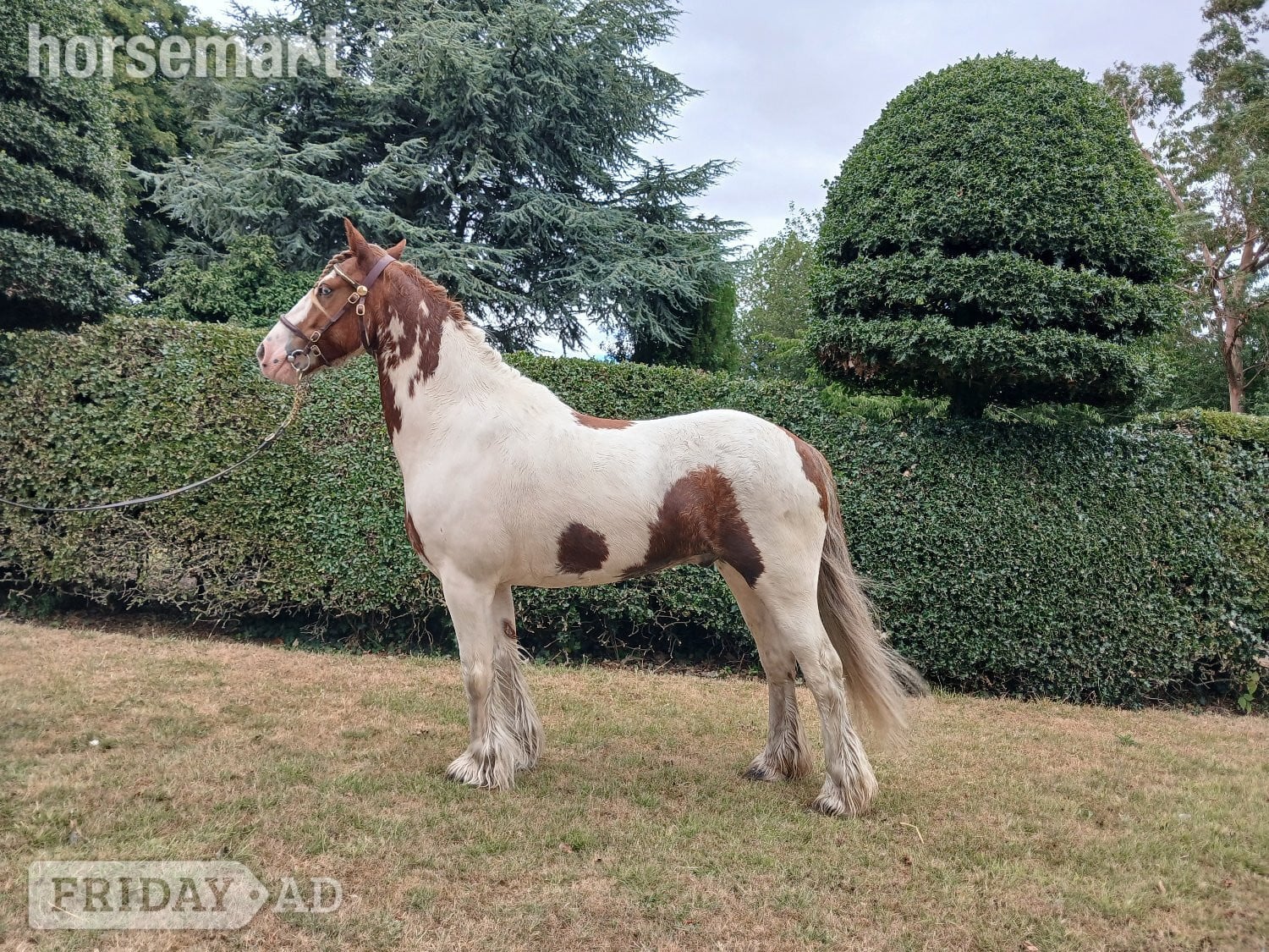 "Spirit" Skewbald Gelding All Rounder