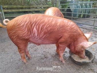 Registered Tamworth boar