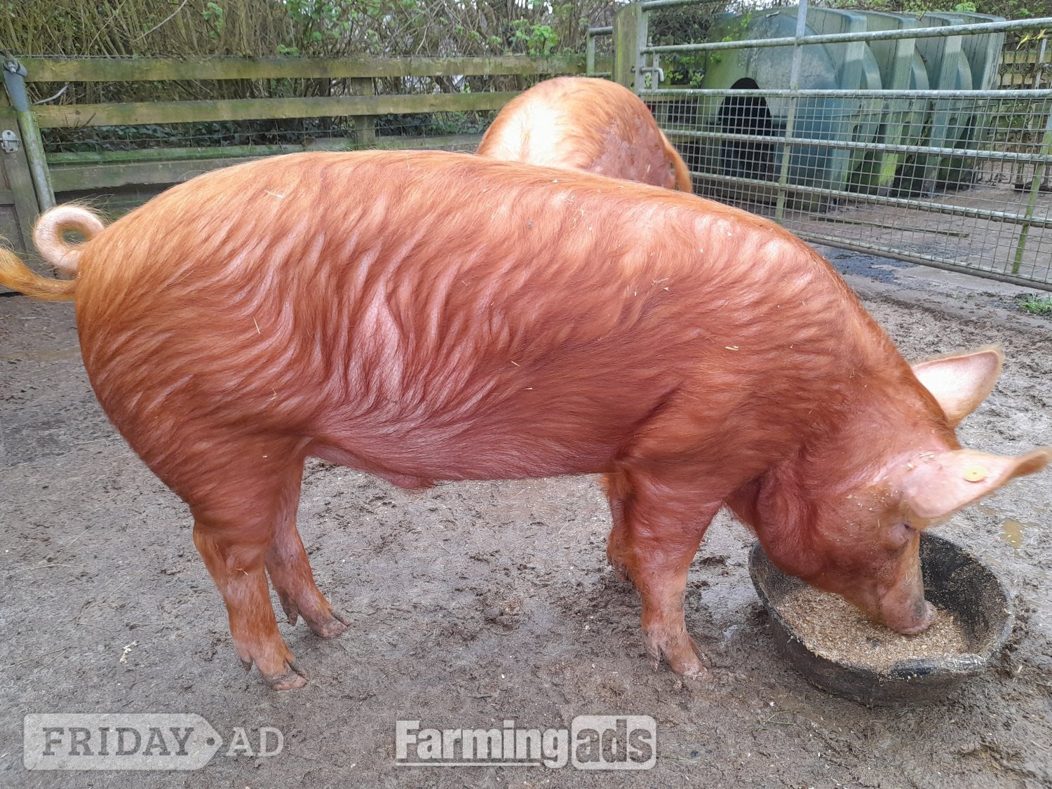 Registered Tamworth boar in Narberth
