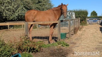 "Belle" Chestnut Filly Young Sport Horse