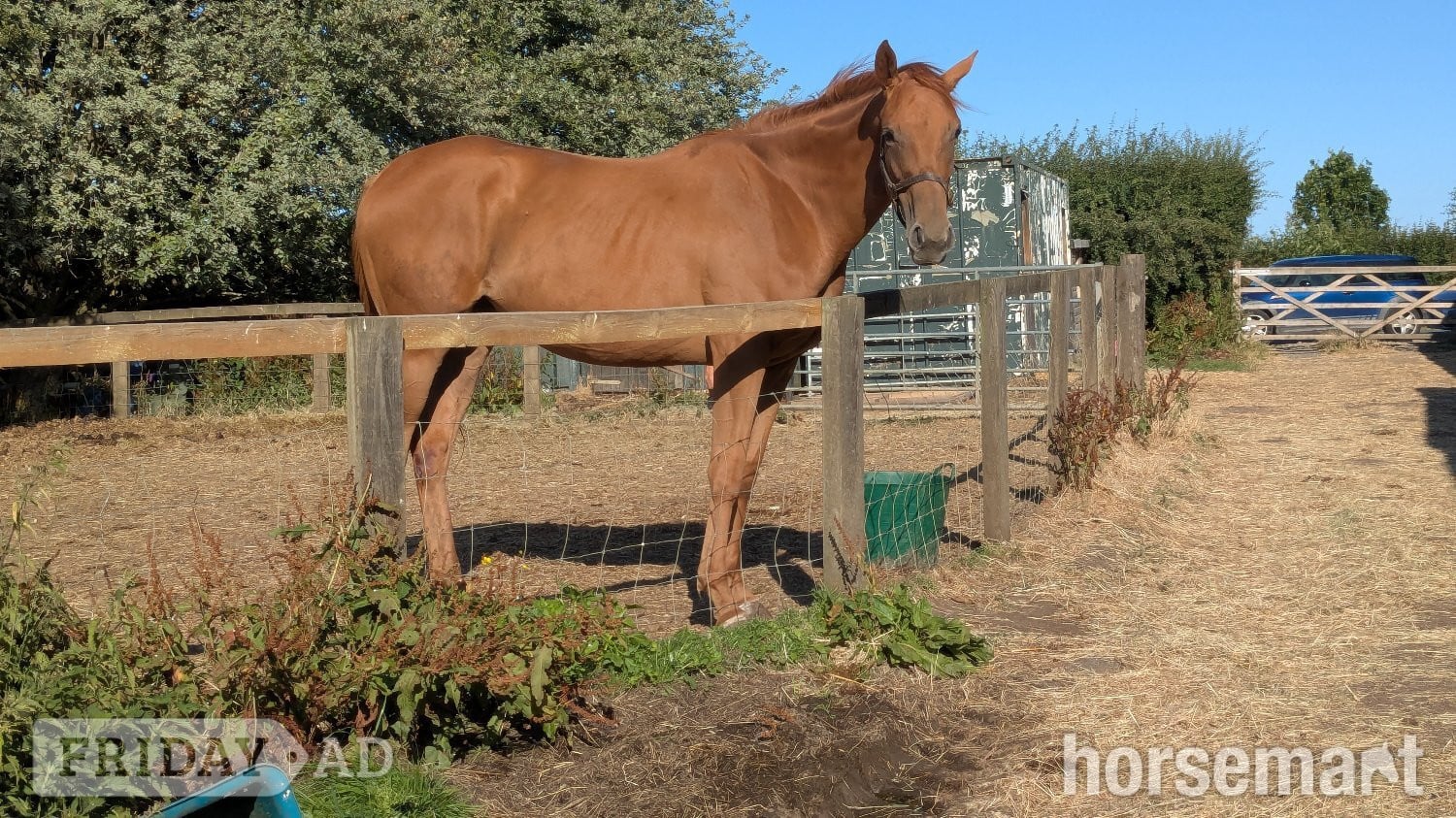 "Belle" Chestnut Filly Young Sport Horse in Thirsk