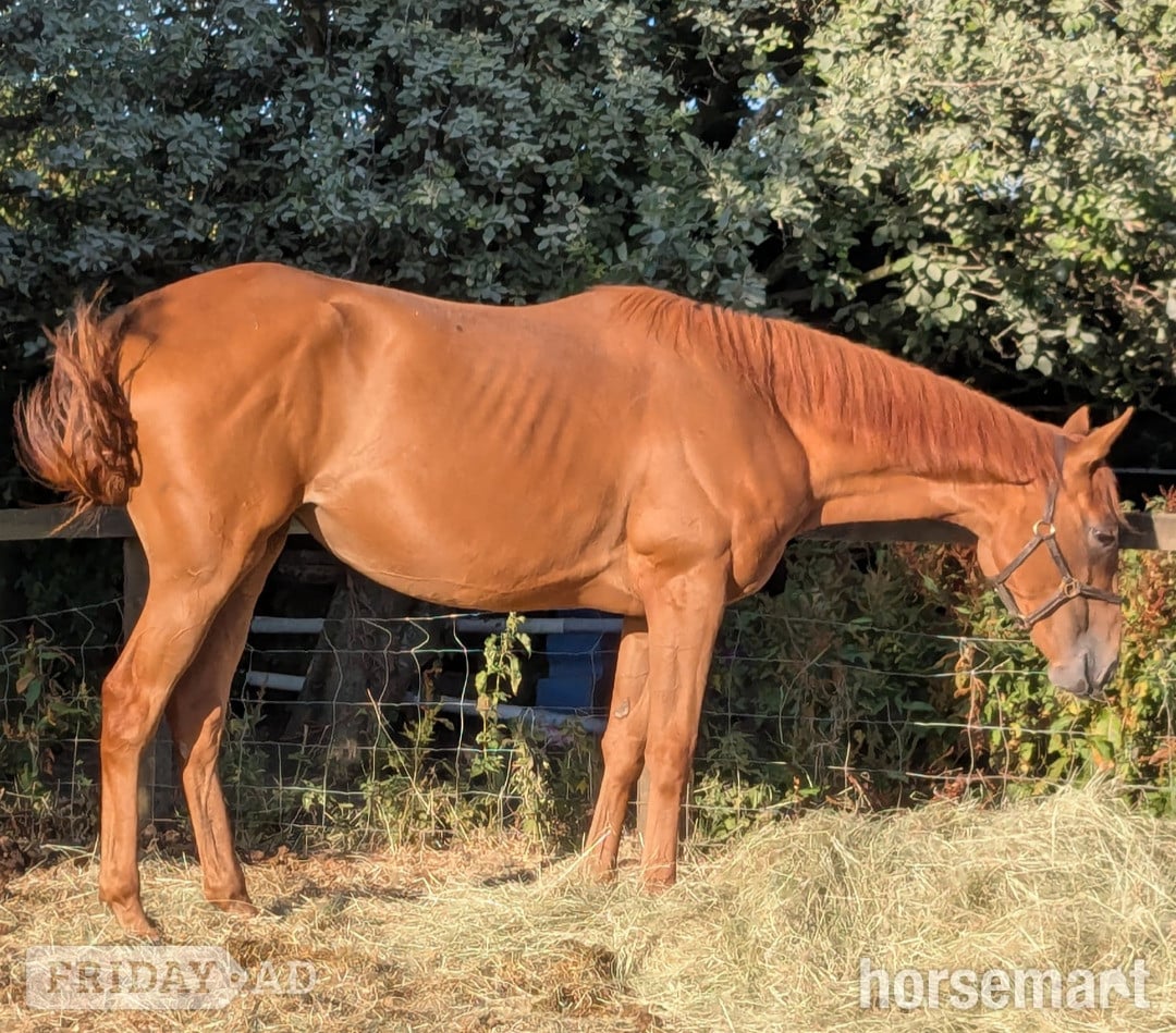 "Belle" Chestnut Filly Young Sport Horse