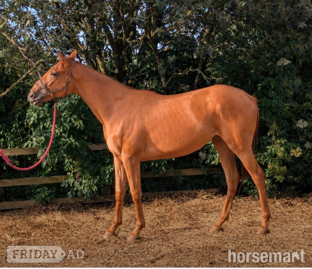 Thirsk "Belle" Chestnut Filly Young Sport Horse