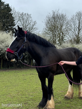 "Diana" Black Mare Cob/Heavy Horse