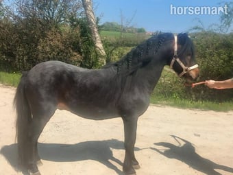 "Moonstruck Mystery Ink" Dark Bay Colt Mountain & Moorland Pony