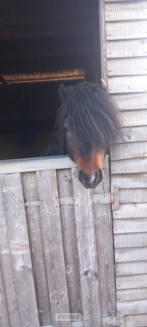 Thornton Dale "Moonstruck Mystery Ink" Dark Bay Colt Mountain & Moorland Pony