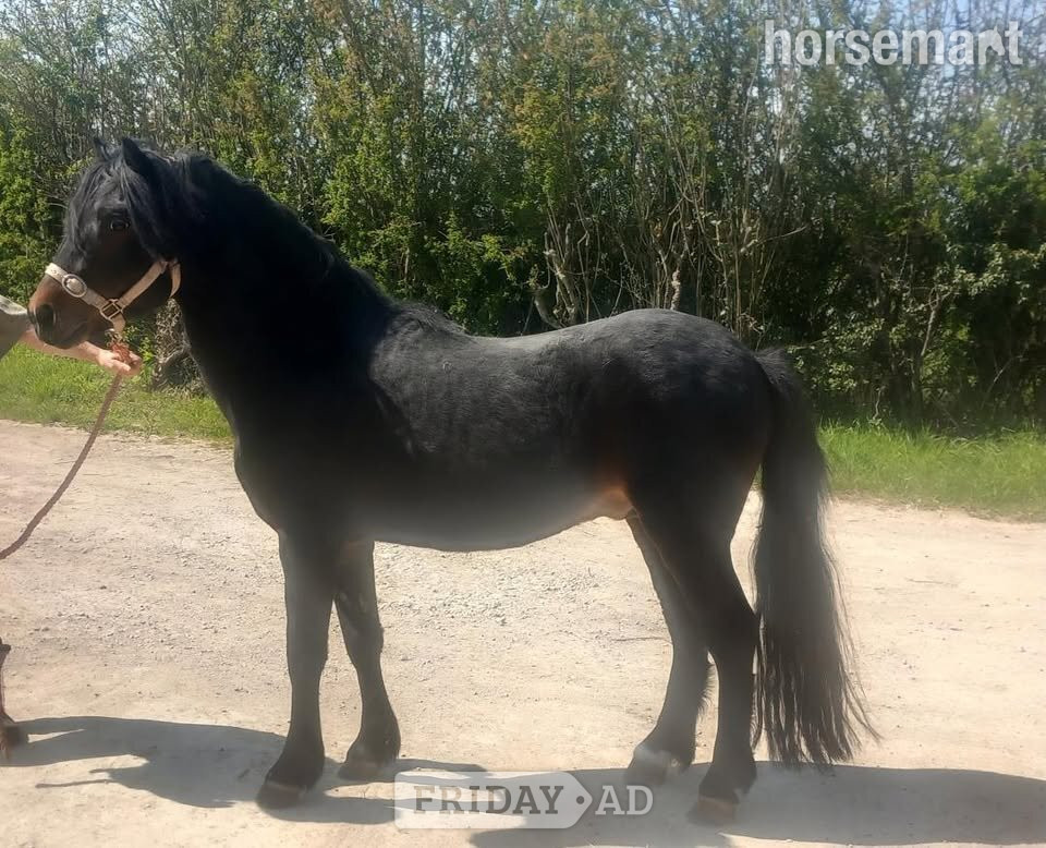 "Moonstruck Mystery Ink" Dark Bay Colt Mountain & Moorland Pony