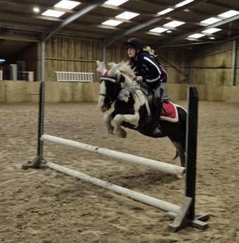 "Nelson Mandela " Piebald Gelding Pony Club Pony