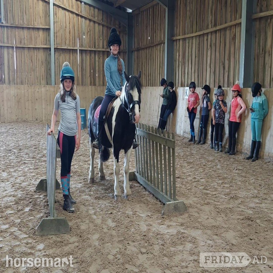 "Nelson Mandela " Piebald Gelding Pony Club Pony