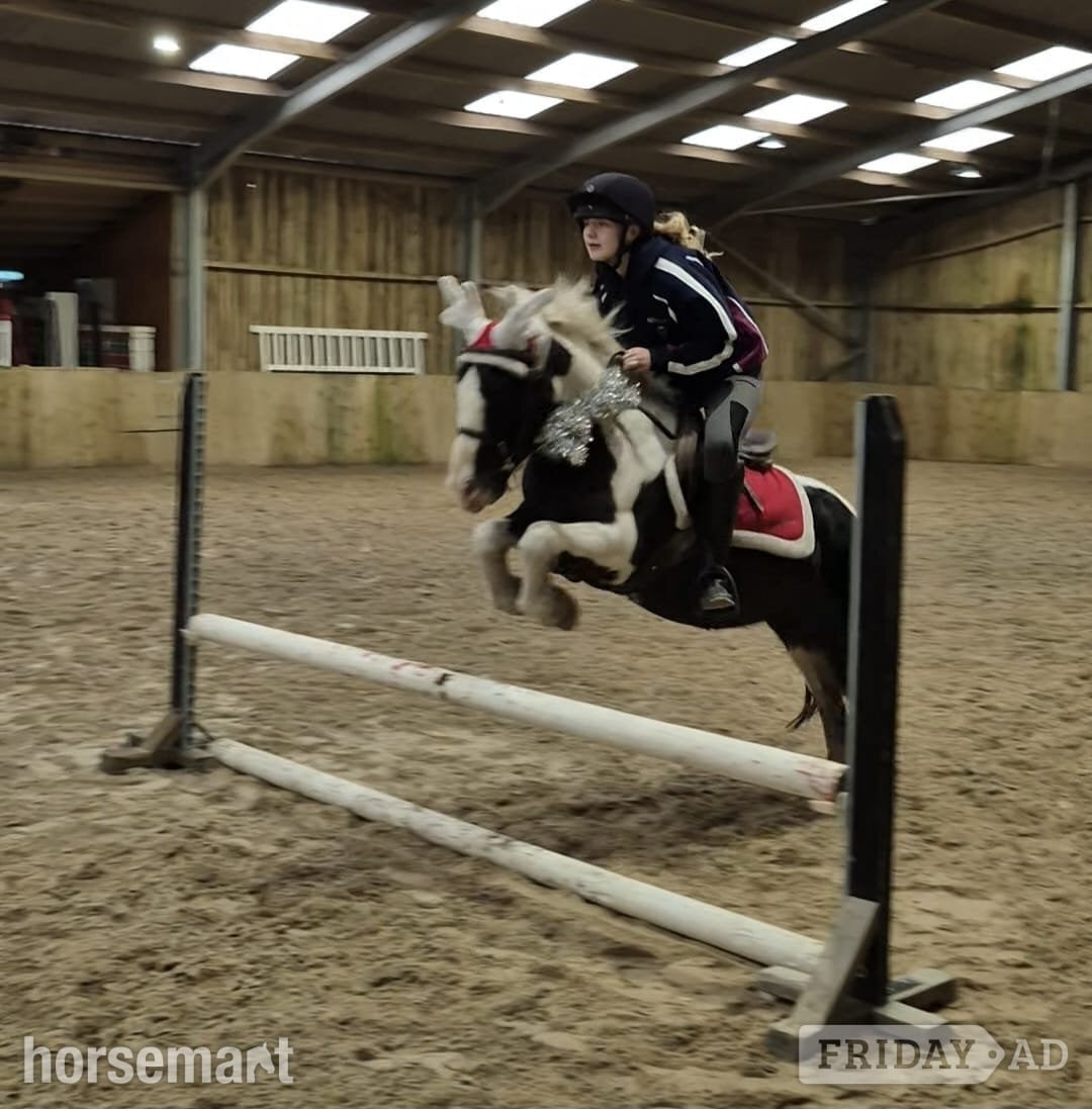 "Nelson Mandela " Piebald Gelding Pony Club Pony in Redruth